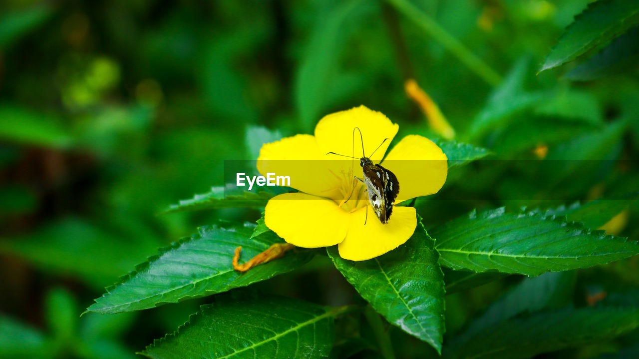 CLOSE-UP OF INSECT ON FLOWER