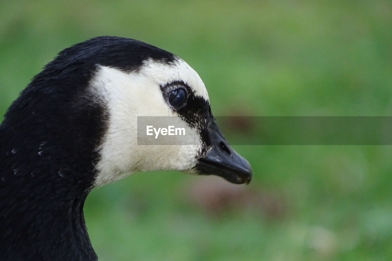 Portrait of a canada goose