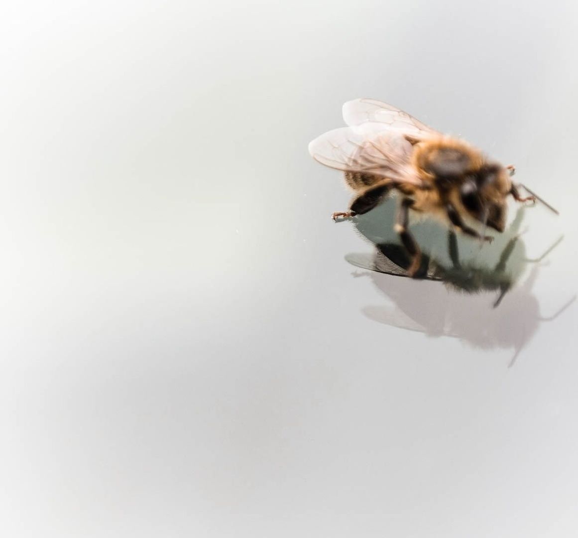 Close-up of honey bee on table