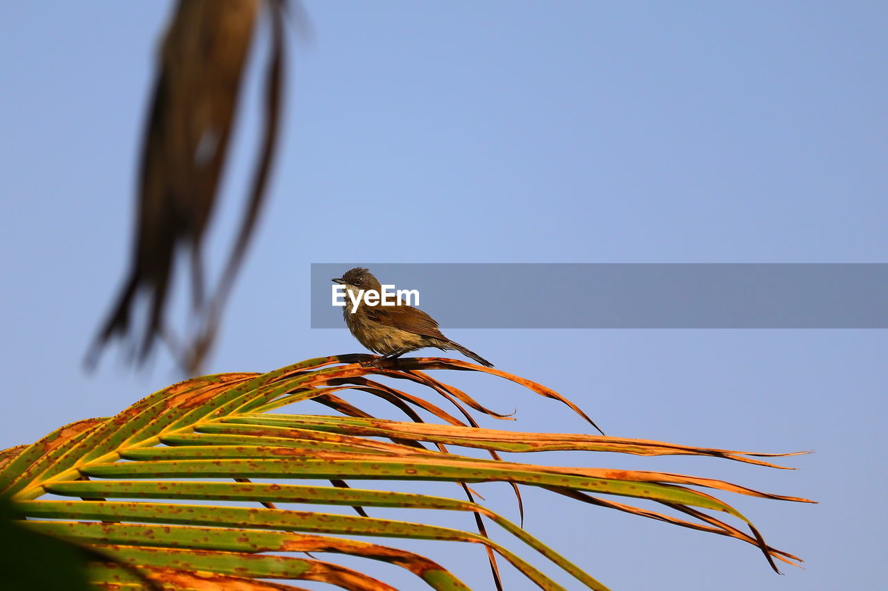 Common tailorbird perching on palm leaf