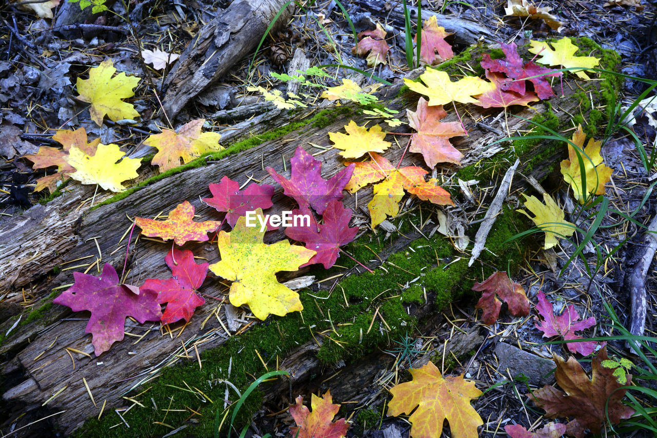 High angle view of autumn leaves on wood