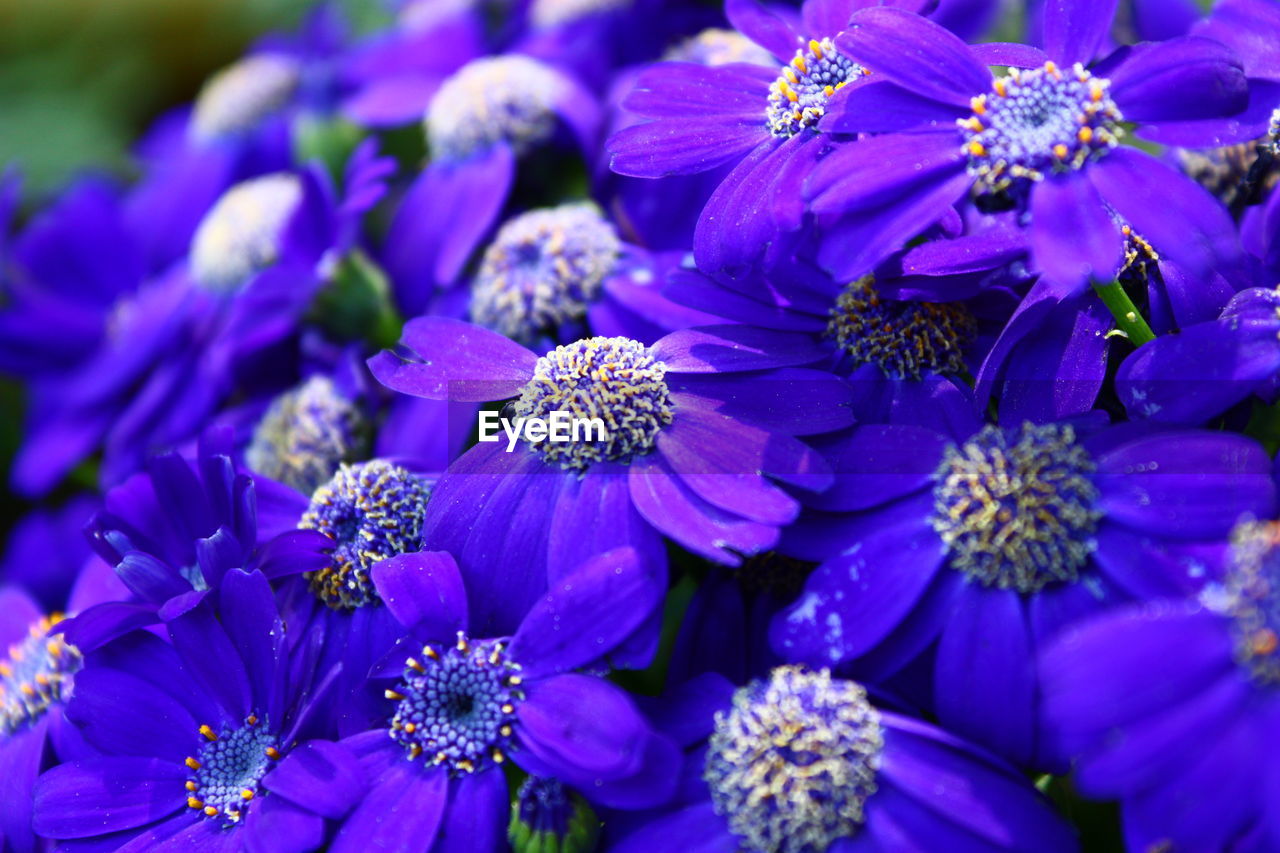 Close-up of purple flowering plants