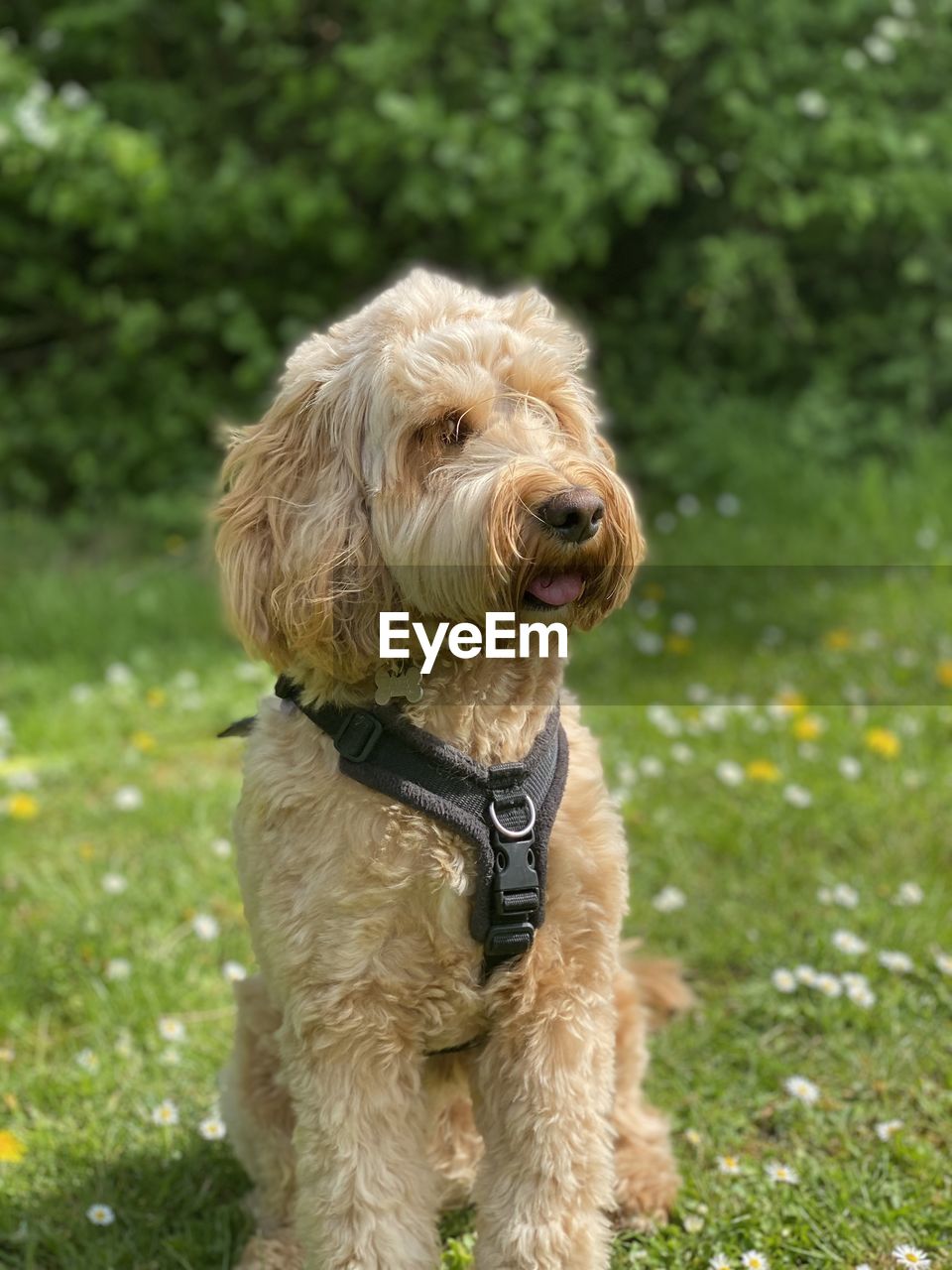 Dog sitting on field