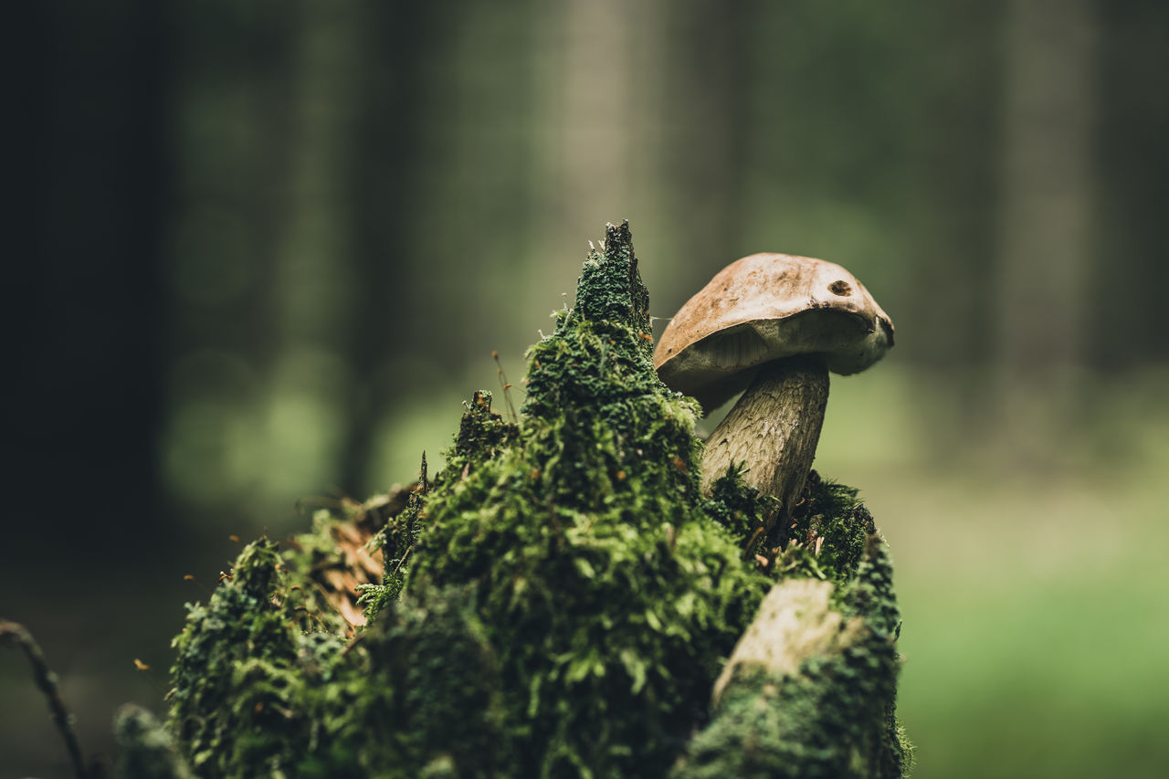 Close-up of mushroom growing on tree in forest