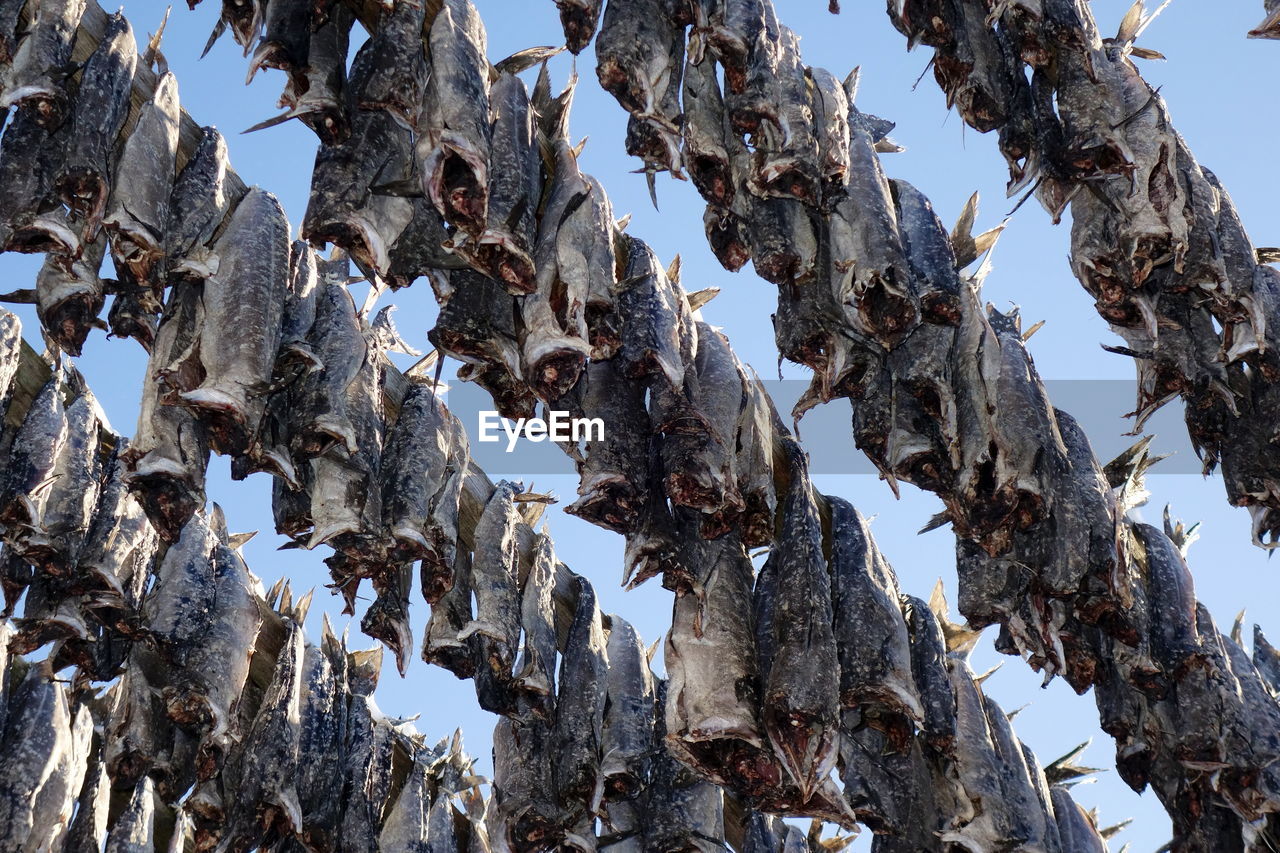 LOW ANGLE VIEW OF ICE CREAM HANGING AGAINST SKY