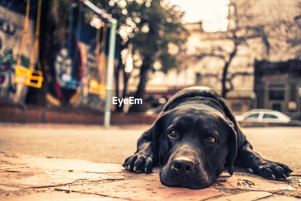 Portrait of dog