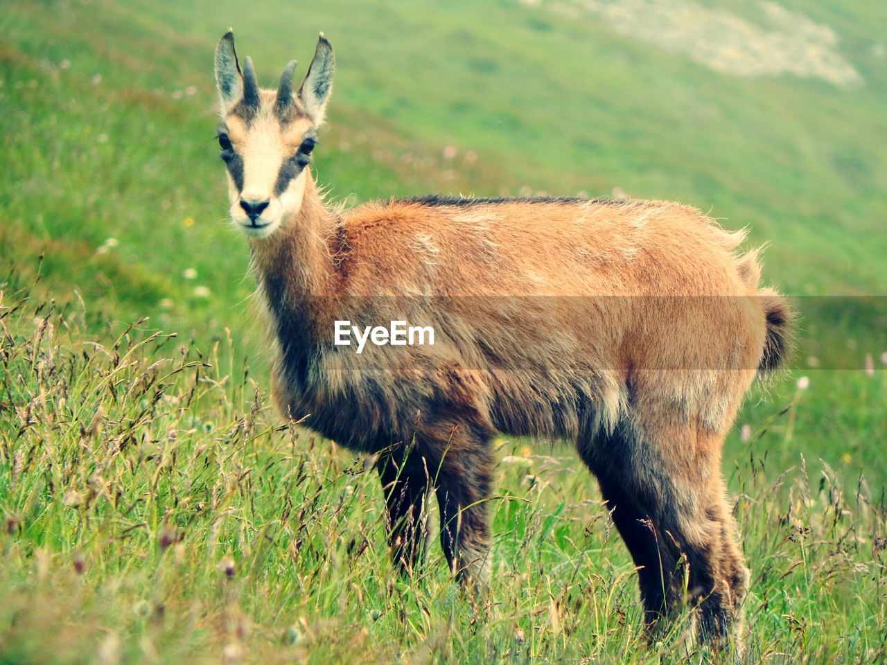 Side view portrait of female wild goat standing on grassy field