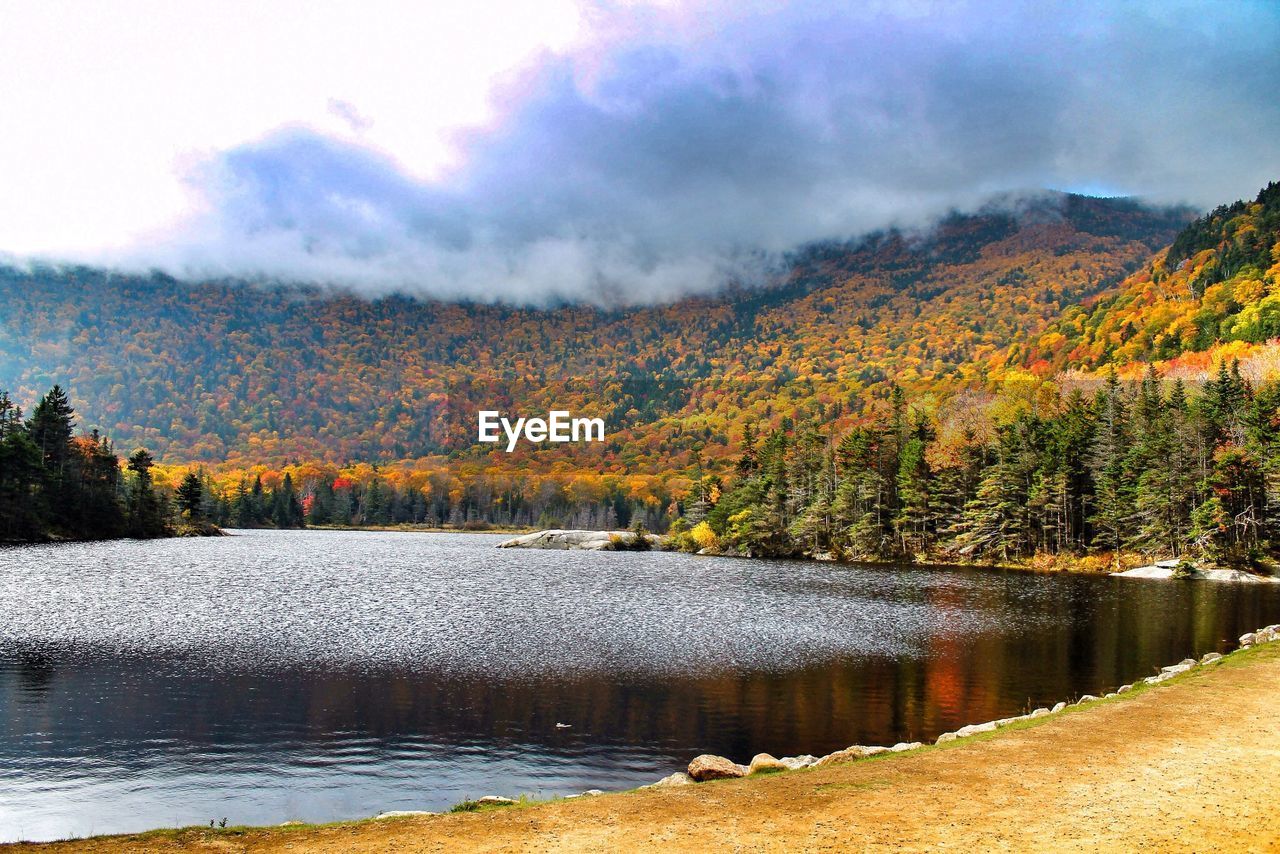 Forest in autumn