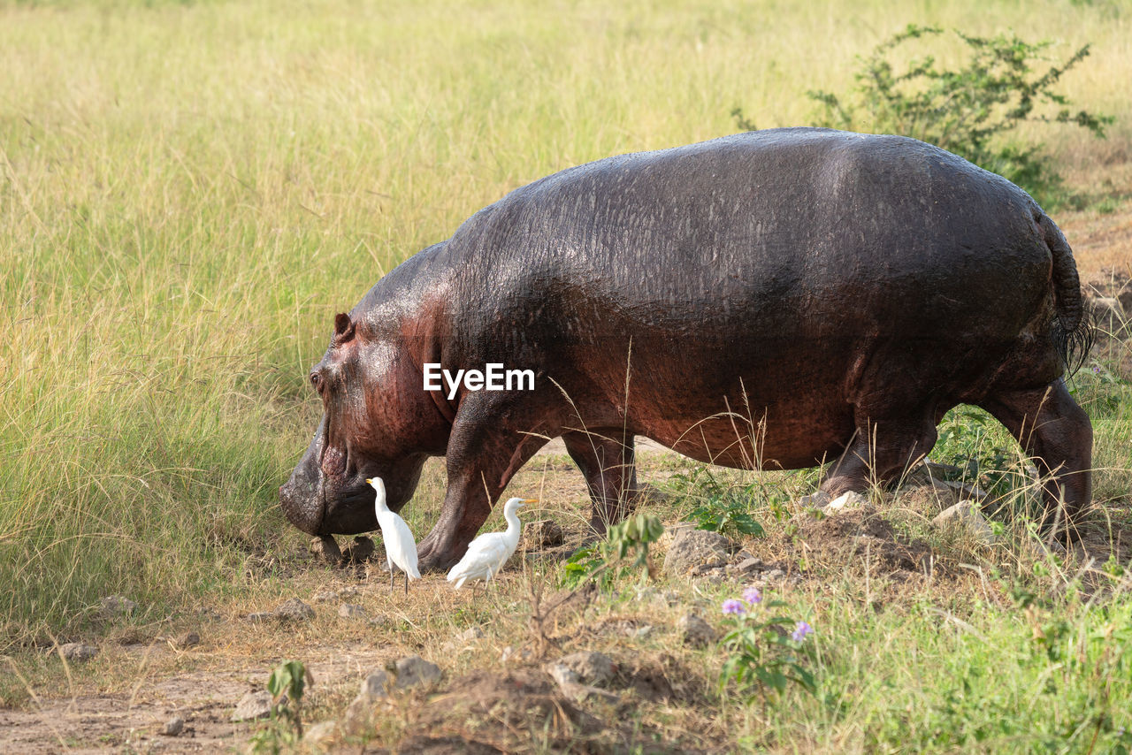 Hippo, hippopotamus amphibius, national parks of uganda