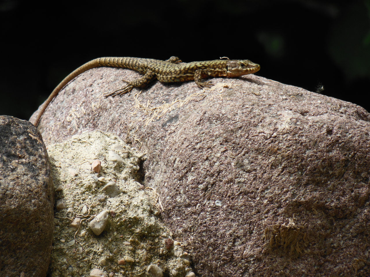 Closeup of lizard on rock ID 85300381