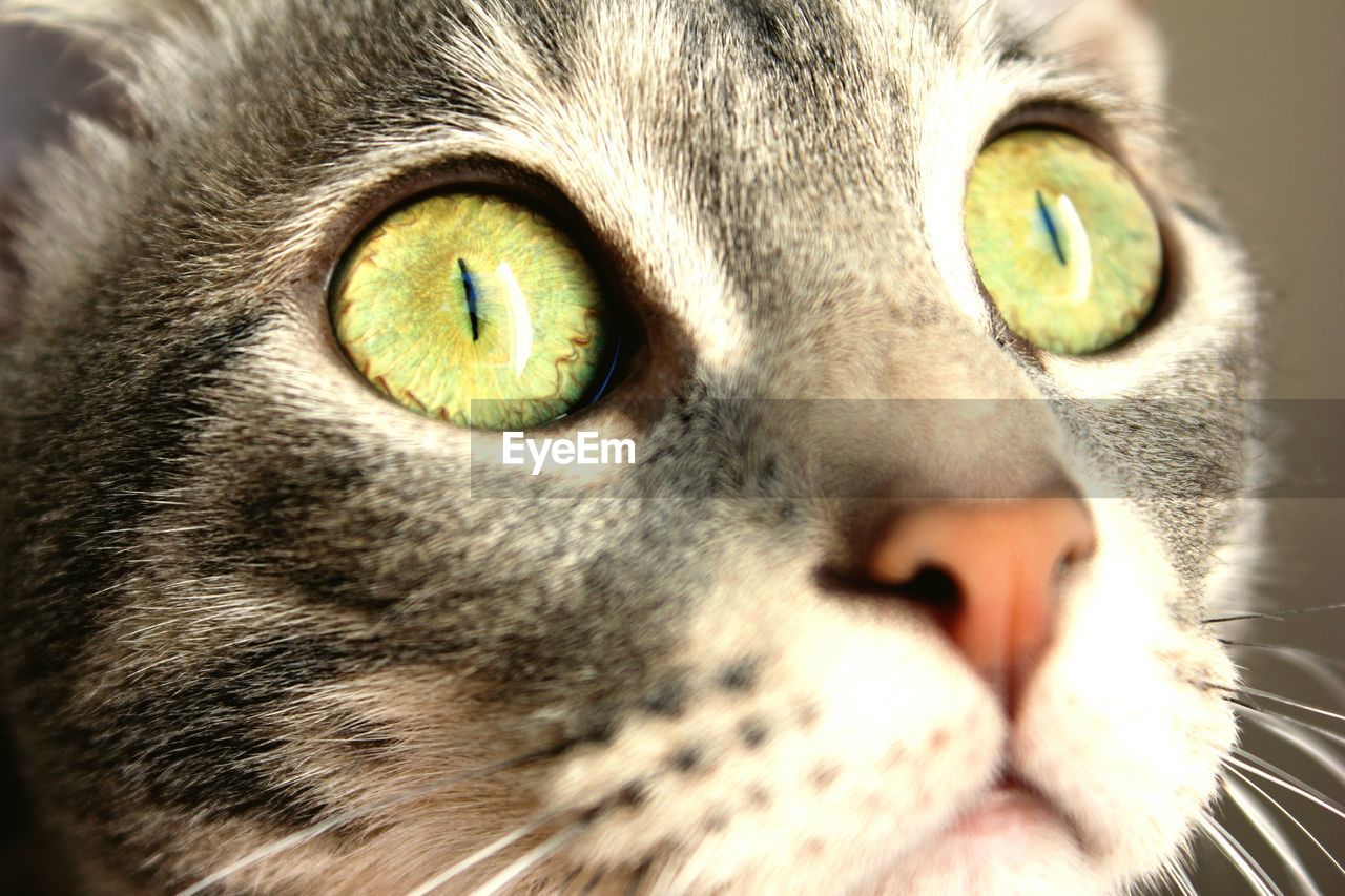 CLOSE-UP PORTRAIT OF CAT ON GREEN EYES