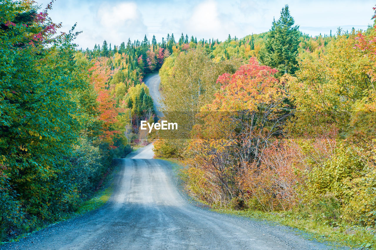 SCENIC VIEW OF TREES BY ROAD AGAINST SKY DURING AUTUMN