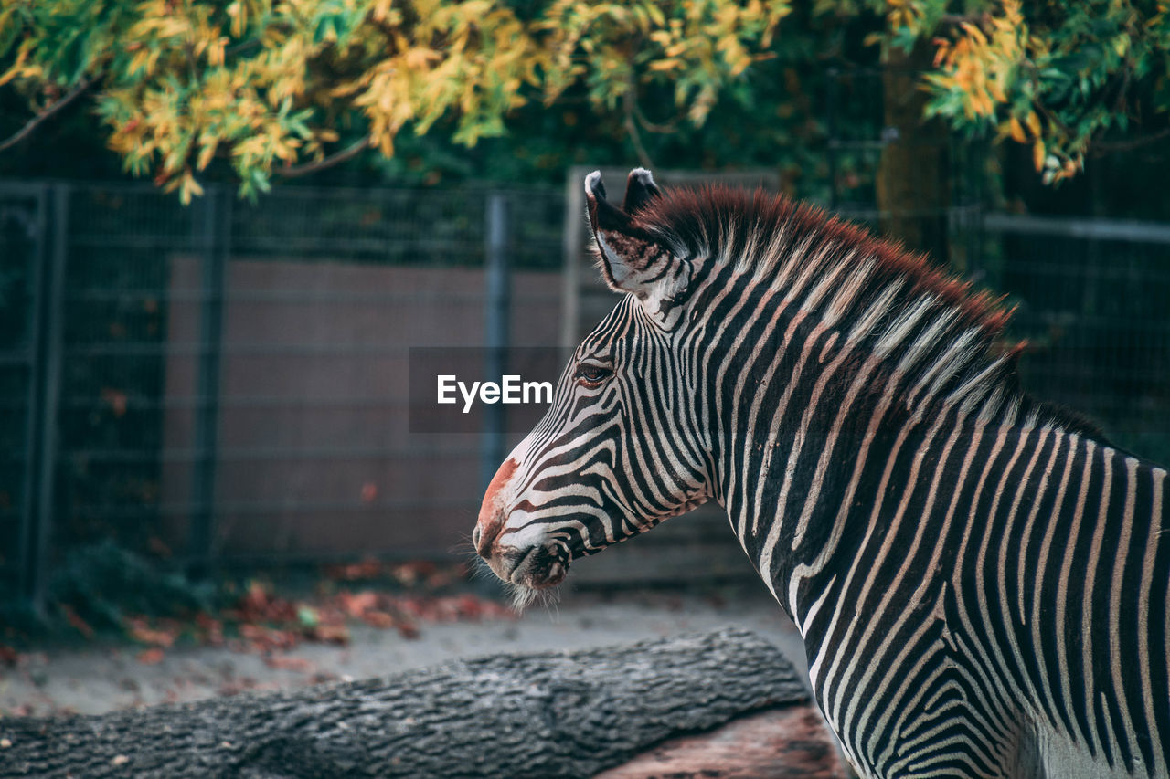 Side view of zebra in zoo