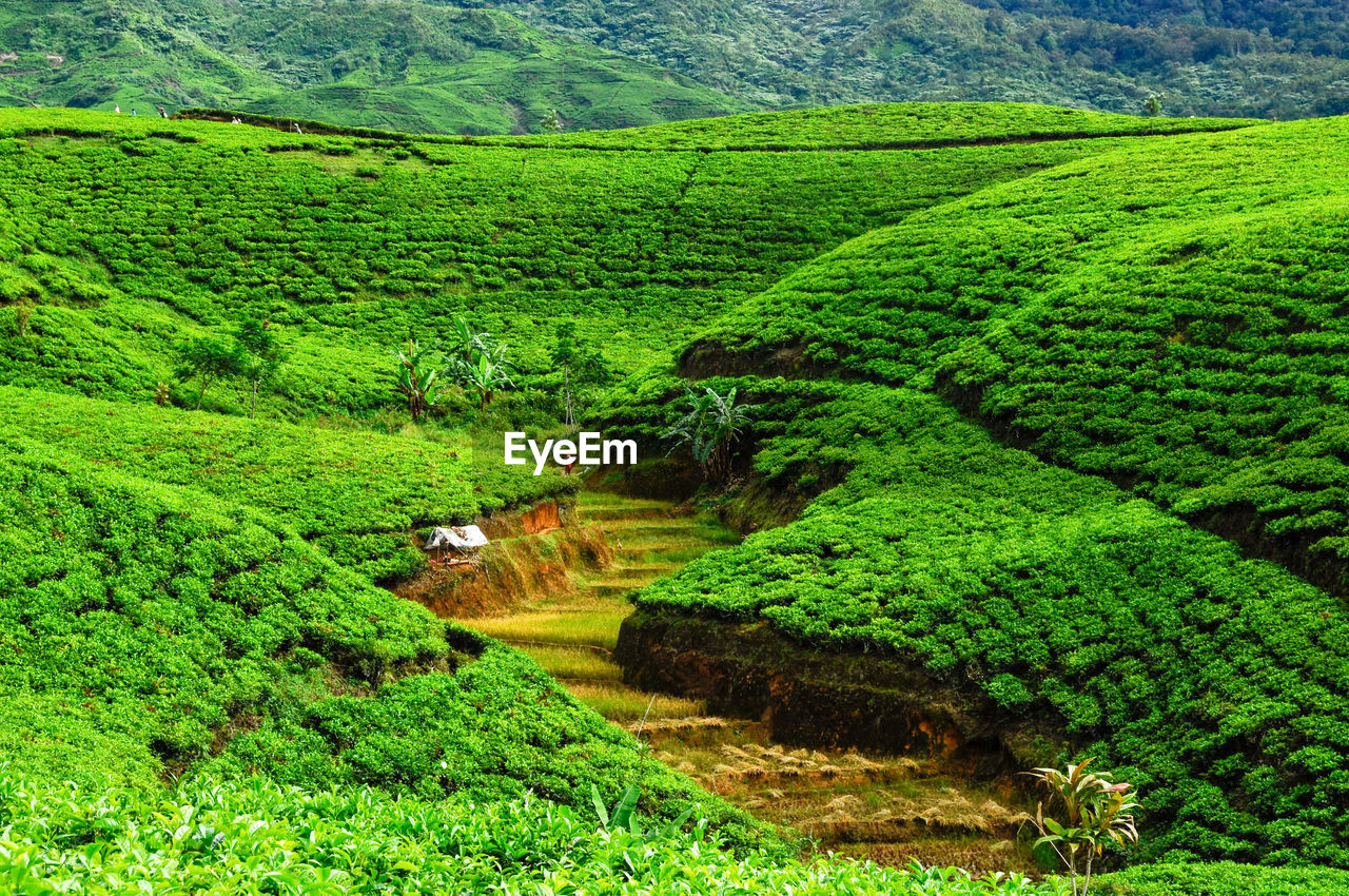 High angle view of agricultural landscape of tea plantation and rice terraced fieds