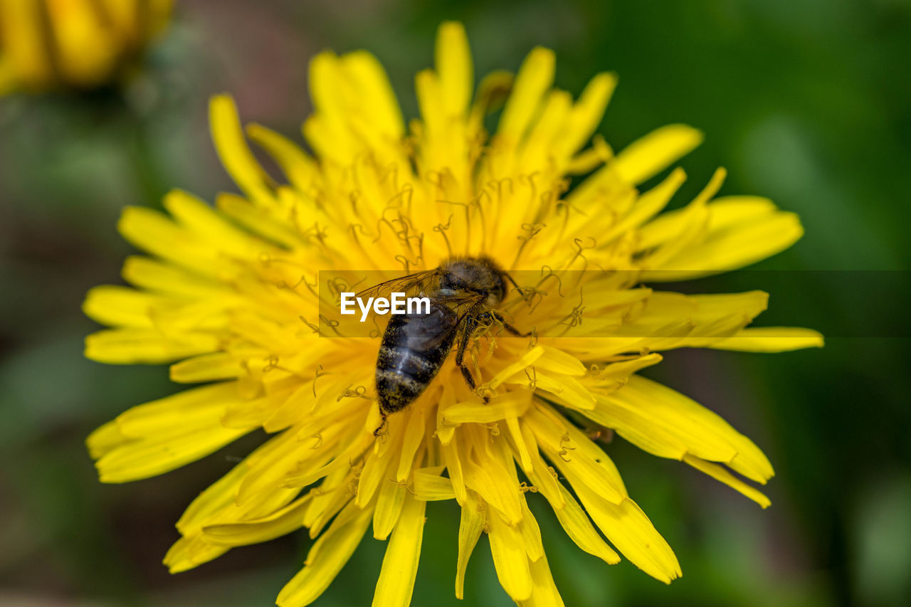Bee and dandelion 