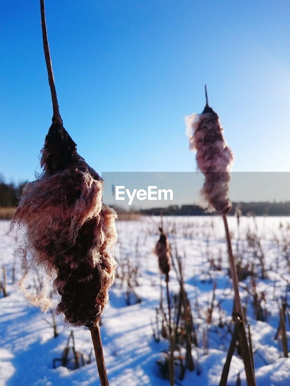 Close-up of snow covered field