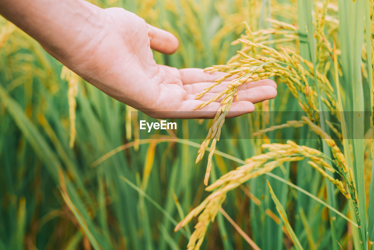 Close-up of human hand holding wheat growing on field