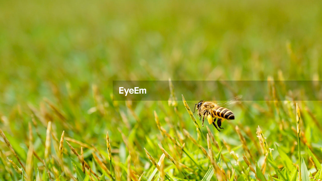 CLOSE-UP OF BEES ON GRASS