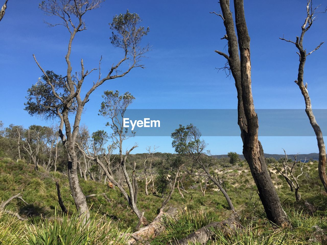 VIEW OF BARE TREES ON FIELD AGAINST SKY