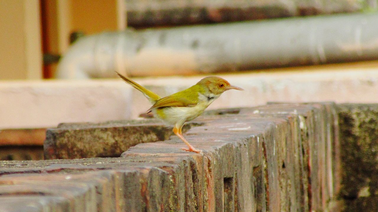 Tailorbird perching on retaining wall