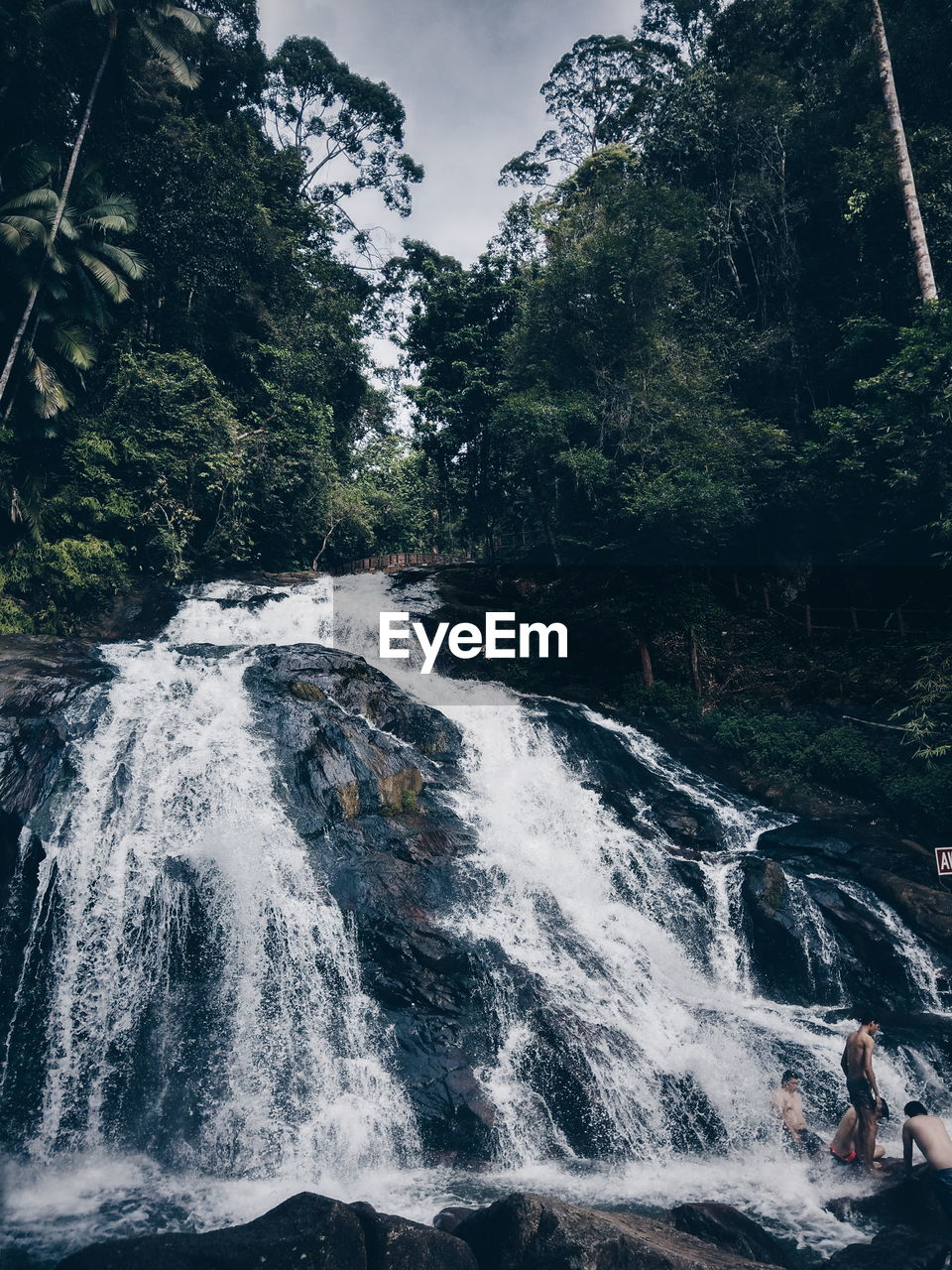 Scenic view of waterfall at forest 