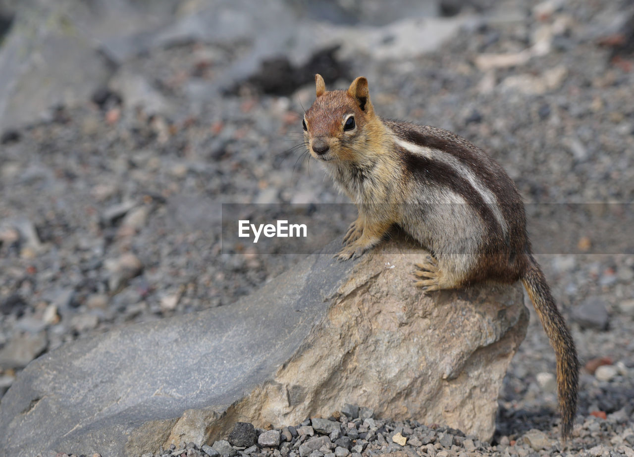 CLOSE-UP OF SQUIRREL ON ROCK