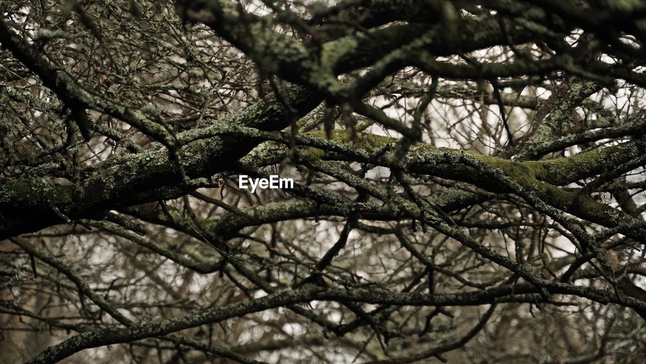 LOW ANGLE VIEW OF TREE BRANCHES