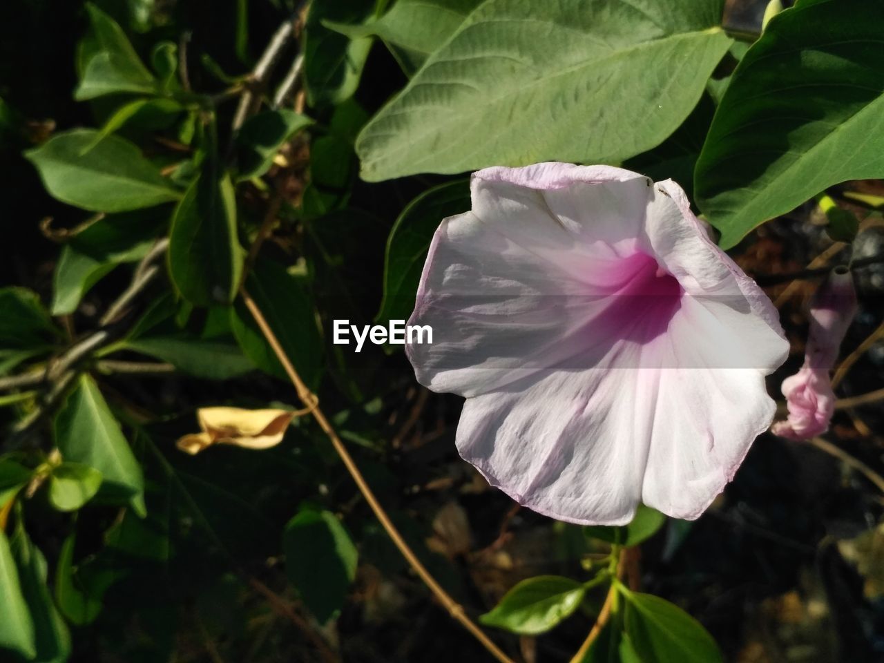 CLOSE-UP OF FLOWER PLANT