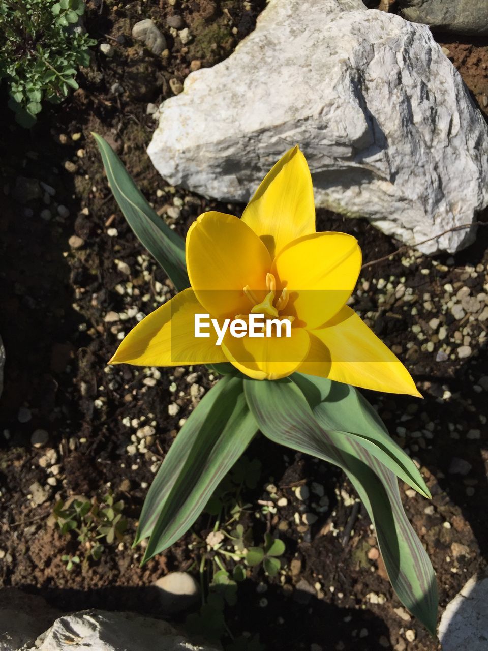 CLOSE-UP OF YELLOW FLOWERS BLOOMING OUTDOORS