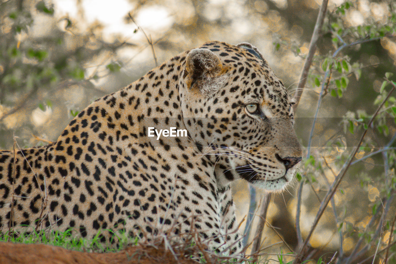CLOSE-UP OF LEOPARD