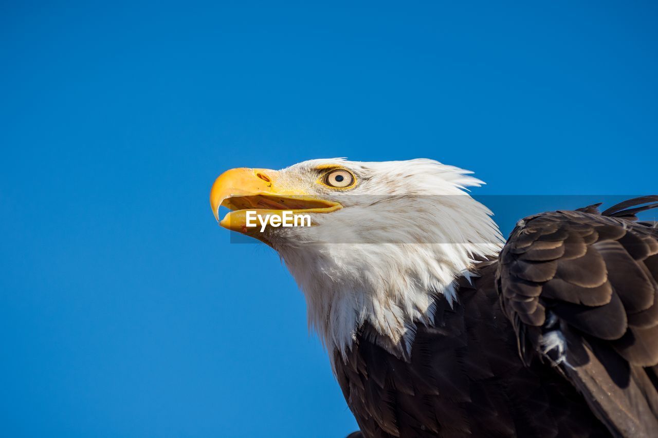 Close-up of bald eagle against clear blue sky