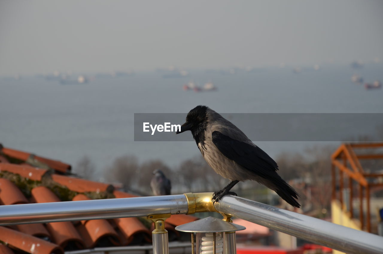 SIDE VIEW OF BIRD PERCHING ON RAILING