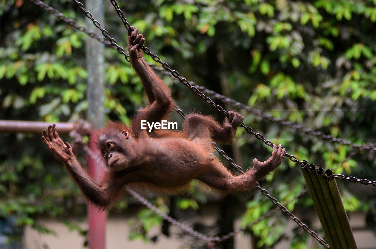 Close-up of orangutan hanging on chain at zoo