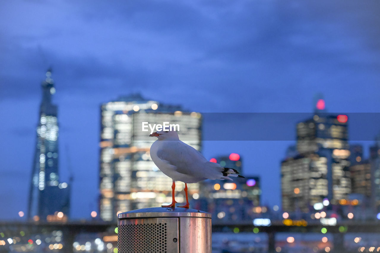 SEAGULL PERCHING ON ILLUMINATED BUILDINGS AGAINST SKY