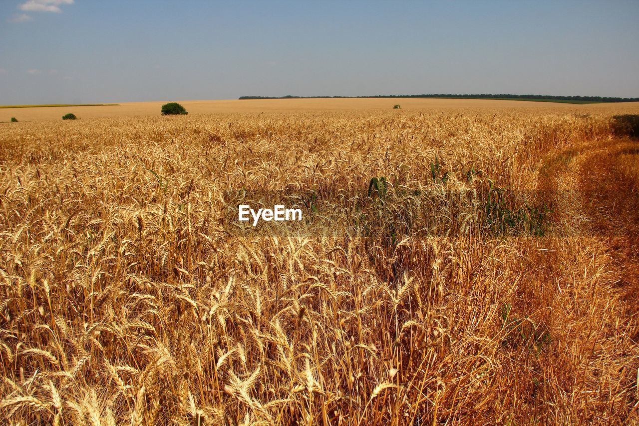 Scenic view of wheat field against clear sky