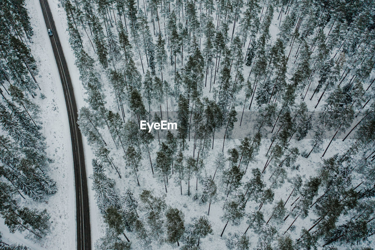 Snow covered pine trees in forest