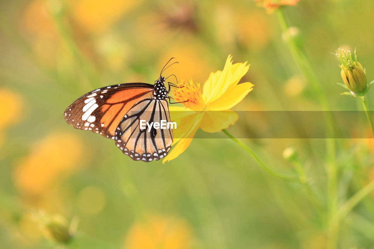CLOSE-UP OF BUTTERFLY POLLINATING ON ORANGE FLOWER