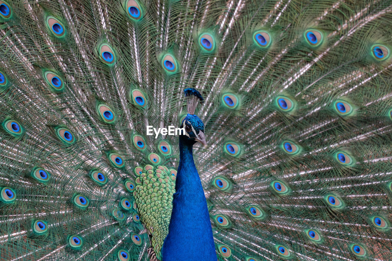 Close-up of peacock fanned out feathers