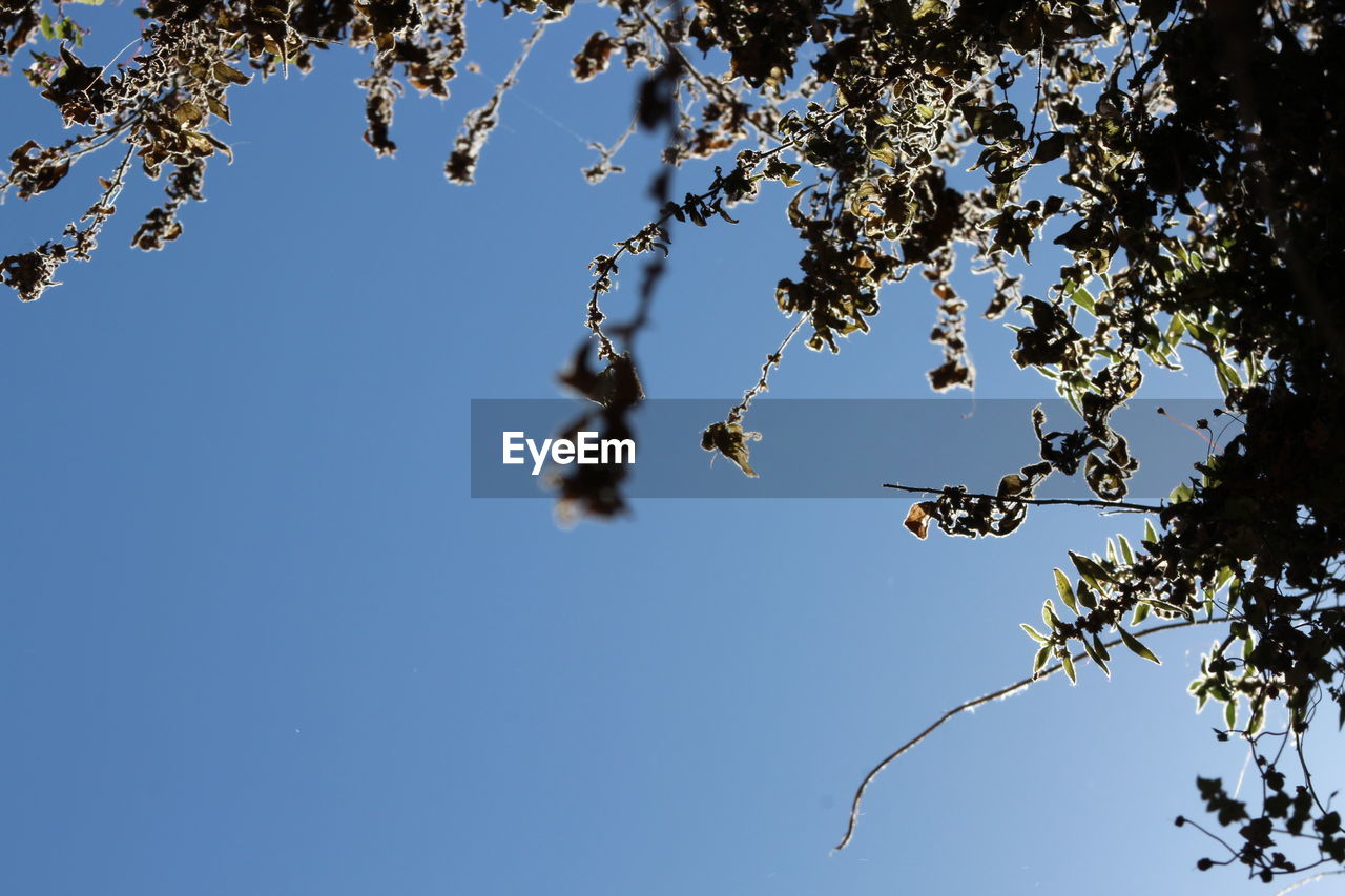 CLOSE-UP OF TREE AGAINST BLUE SKY