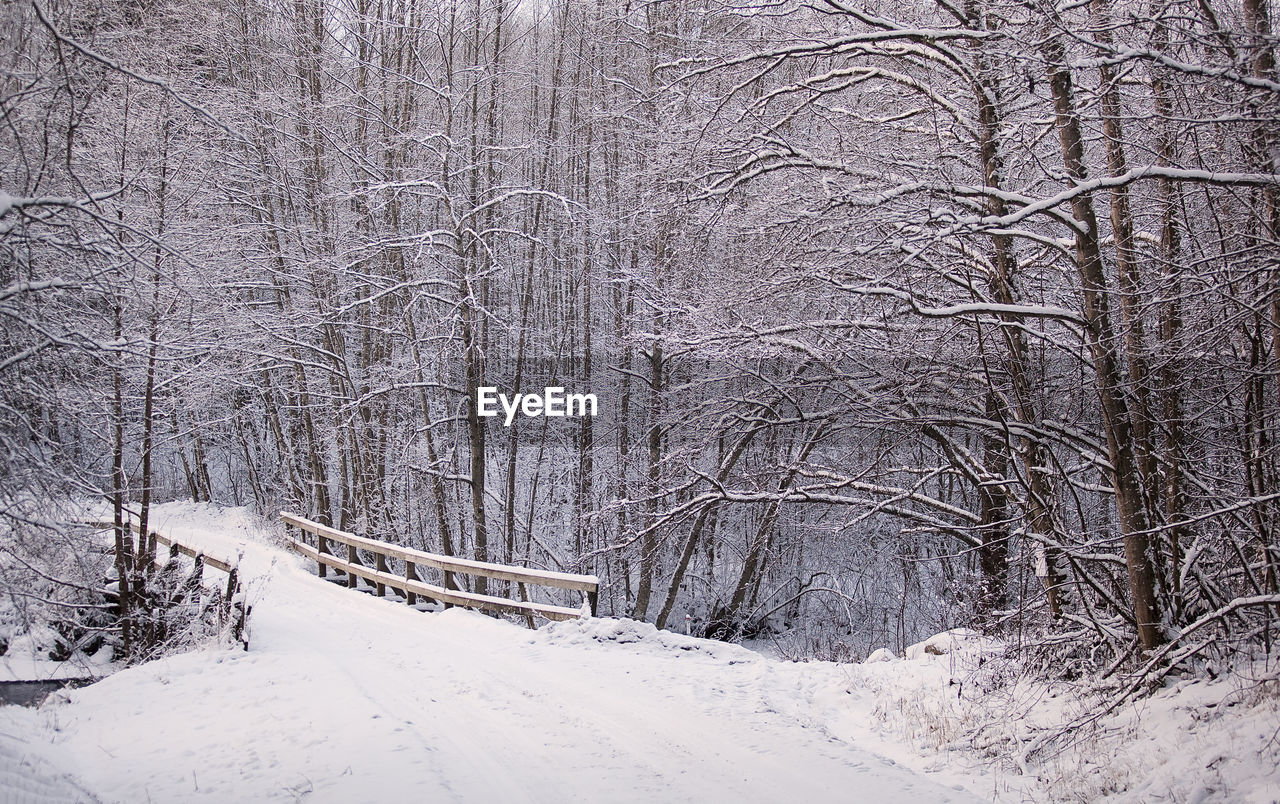 Bare trees on snow covered land