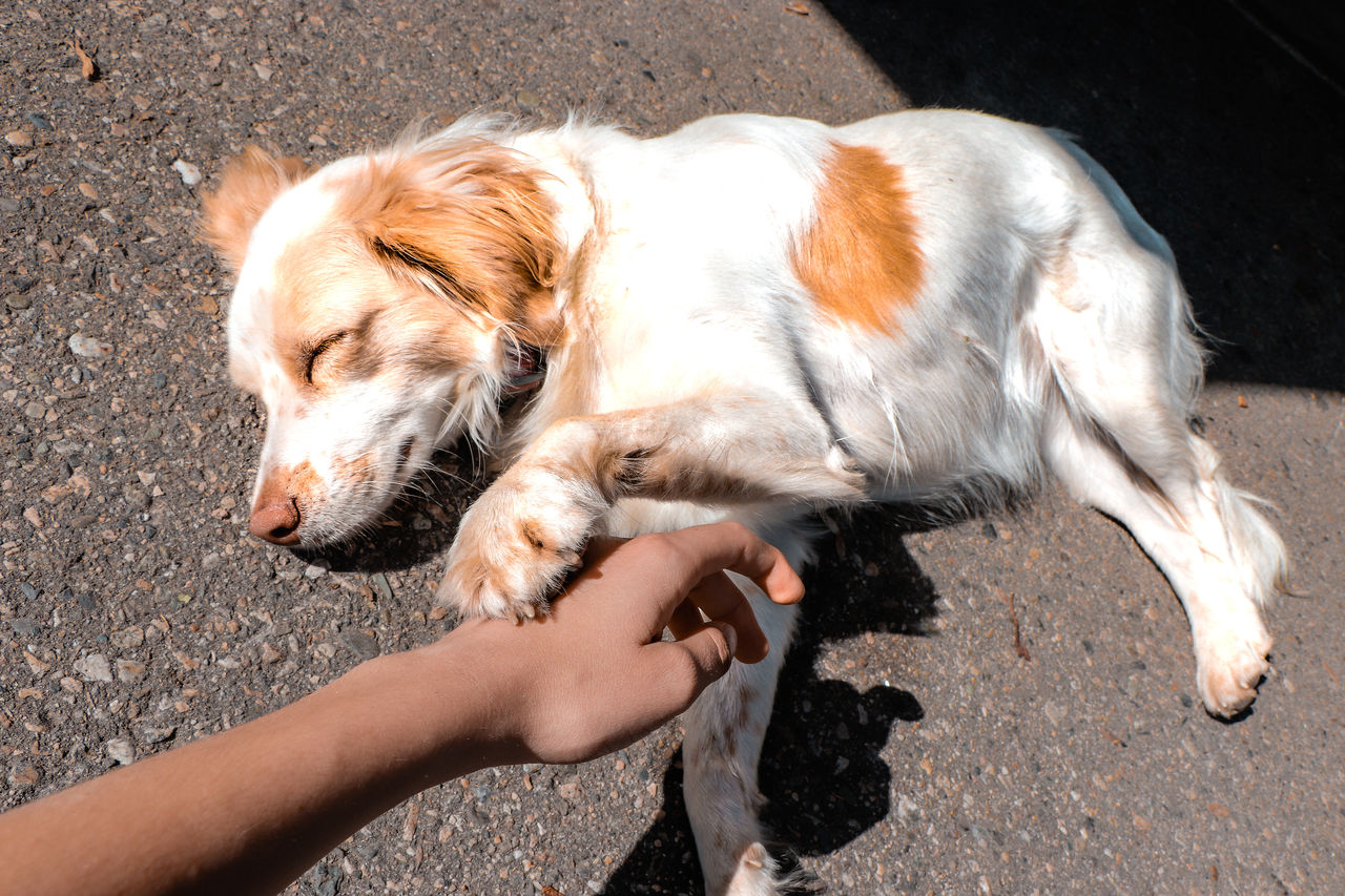 Dog Puppy Cute Sleeping Trust Hand Animal Baby On Eyeem