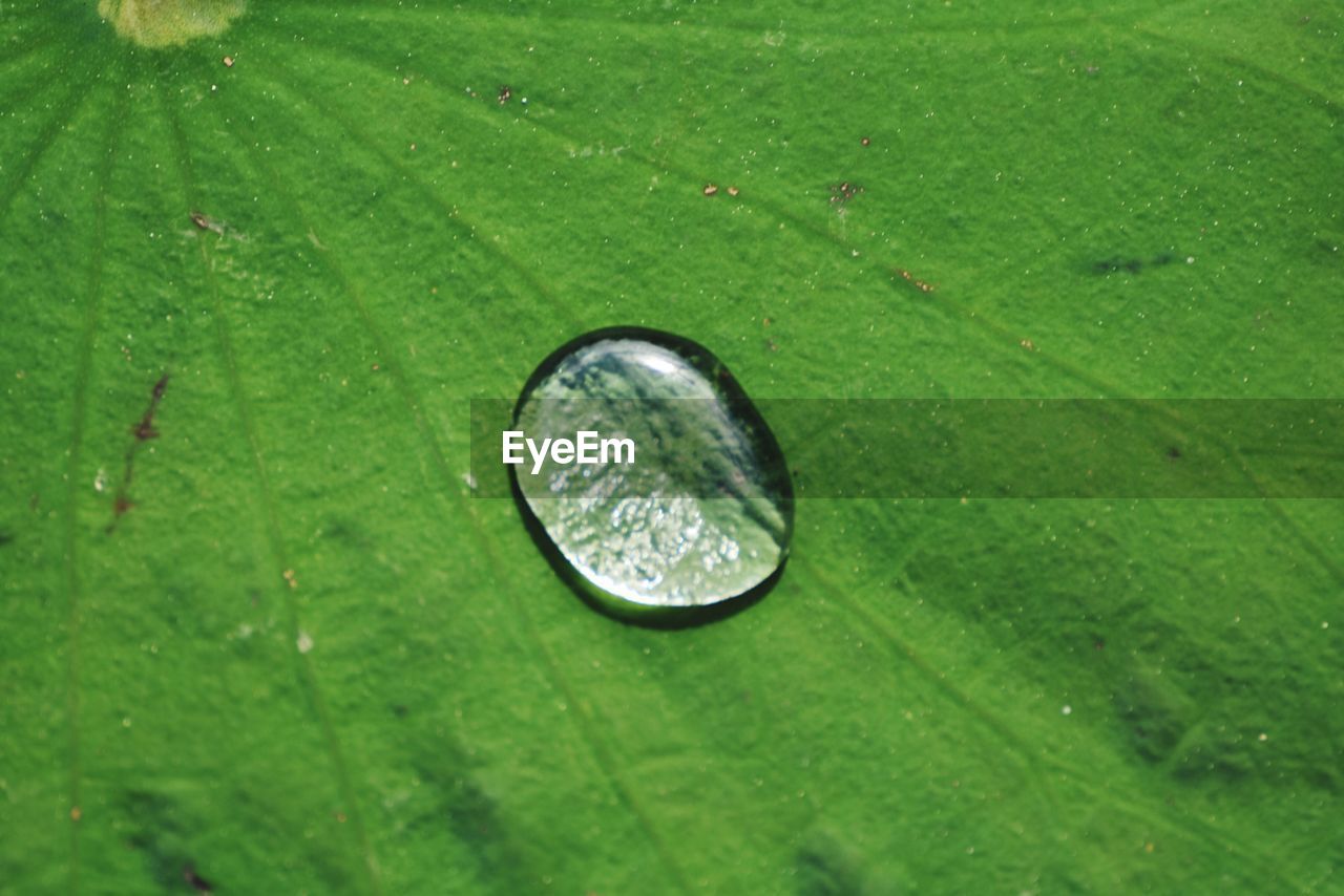 HIGH ANGLE VIEW OF RAINDROPS ON GREEN LEAF