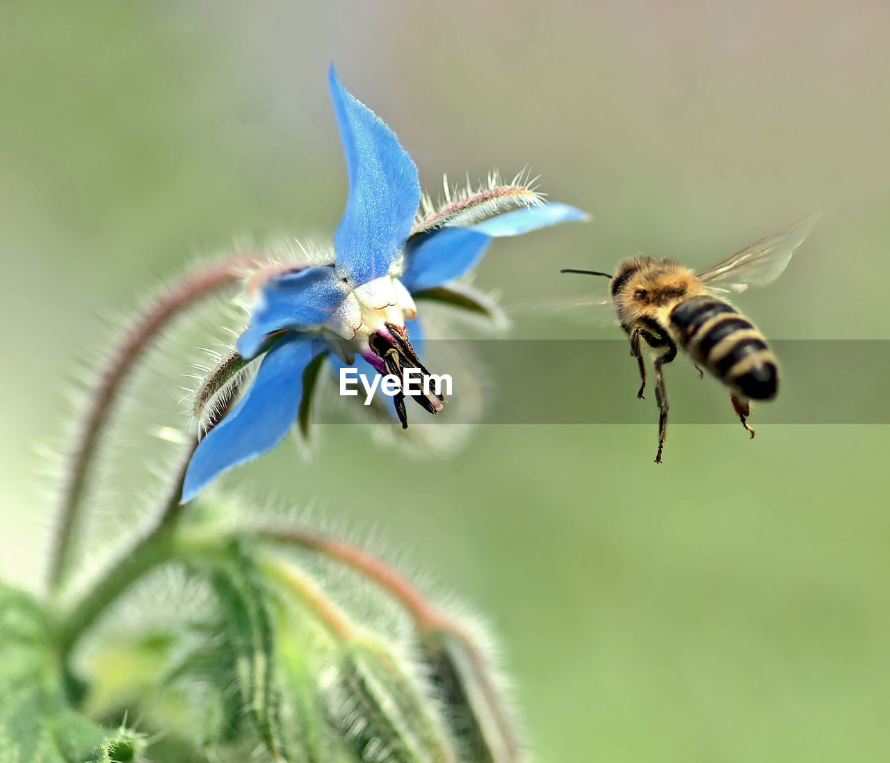 Close-up of honey bee flying by flower