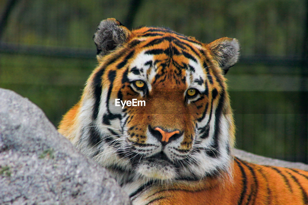 PORTRAIT OF TIGER IN ZOO