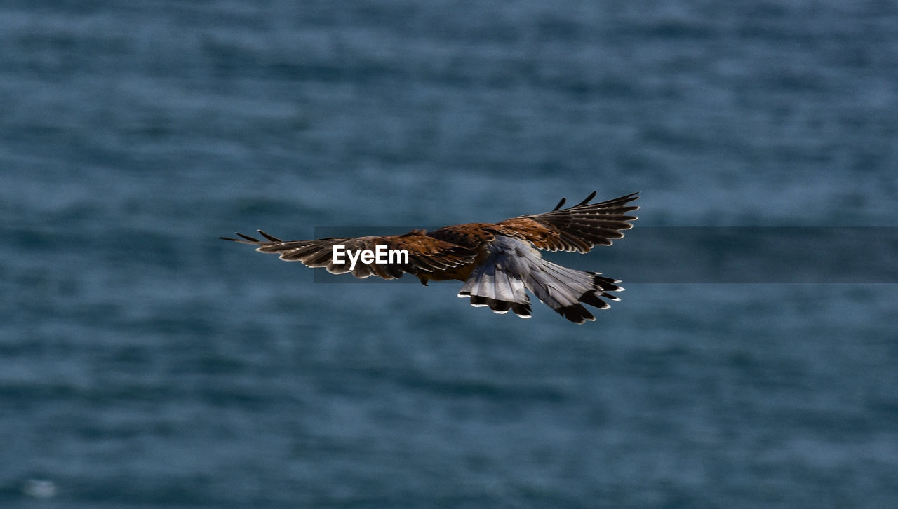 SEAGULL FLYING OVER SEA