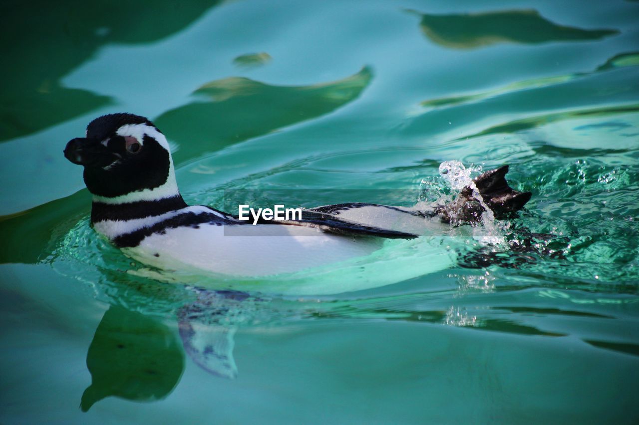A side swimming penguin, clearly its fairly simple to do