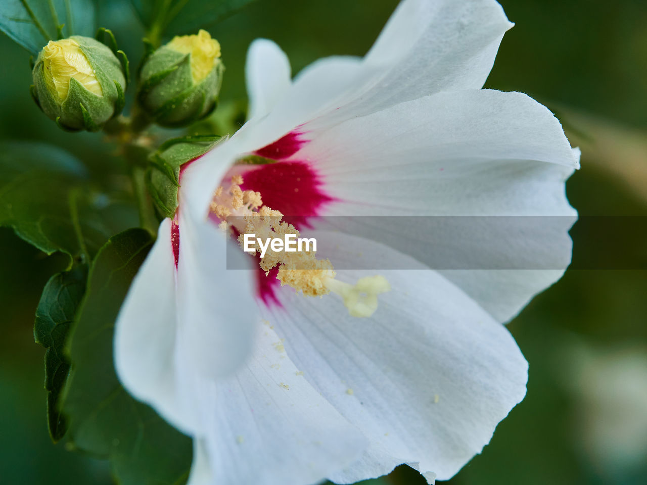 flower, flowering plant, plant, beauty in nature, freshness, petal, close-up, fragility, flower head, blossom, inflorescence, nature, pollen, macro photography, growth, white, hibiscus, stamen, springtime, no people, botany, outdoors, focus on foreground, macro, plant part, leaf, pink