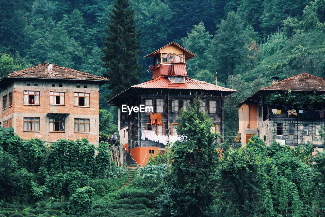 Houses by trees in forest tea garden