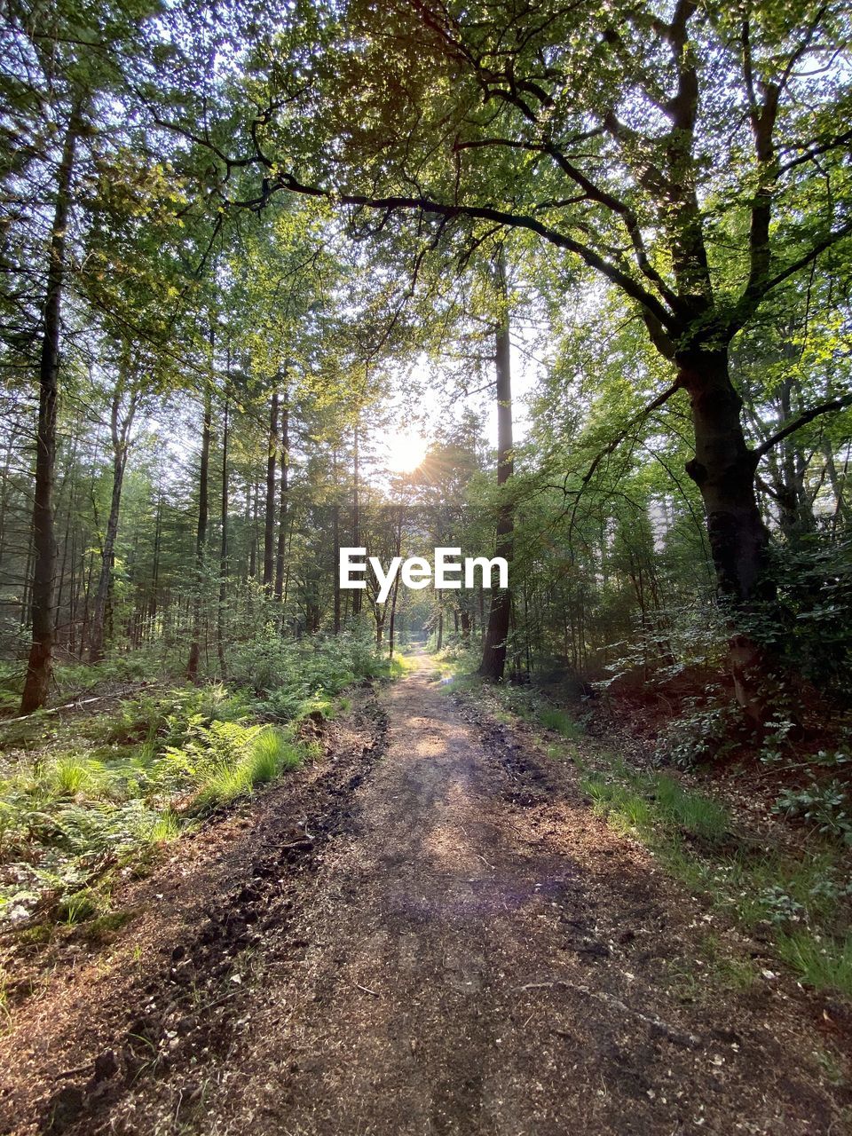 Road amidst trees in forest