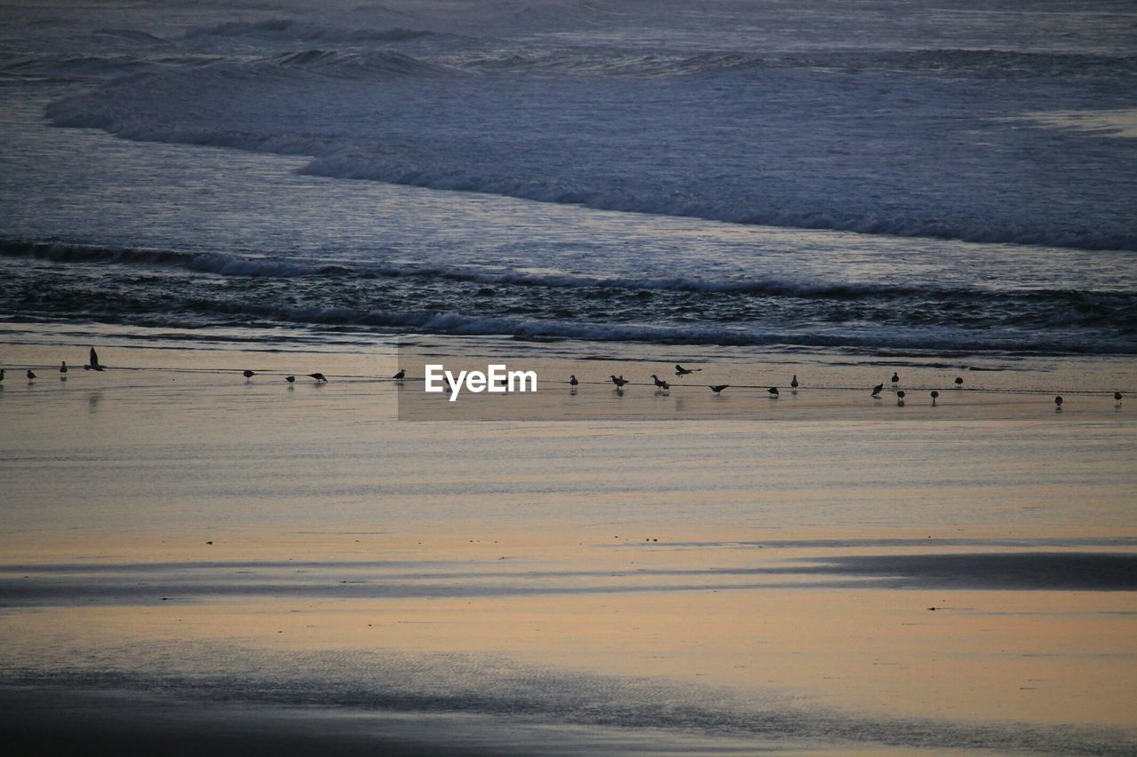 Birds on wet beach in evening